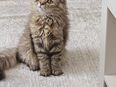 Persian Katze weiblich 3 Monate alt in 13051