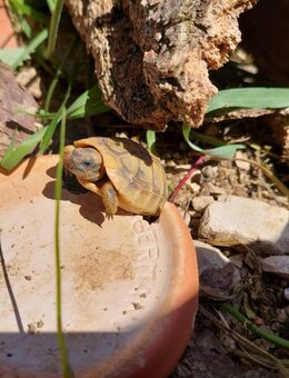 Griechische Landschildkröte Nachzuchten Testudo hermanni (OST) - Kösching
