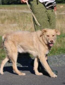 Diras - kinderlieber Familienhund - Lohra