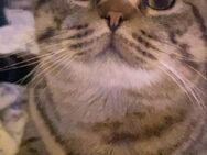 BKH Kater - Dortmund