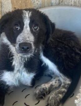 KOUKI - herziges Notfellchen sucht Liebe - Velbert