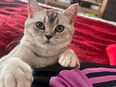 Britisch kurzhaarige kitten in 60437