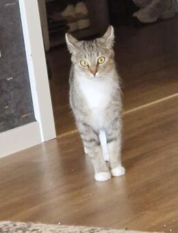 Bella sucht ein neues Zuhause - Offenbach (Main)