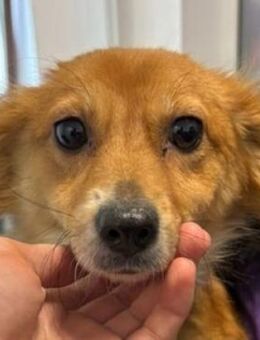 TESSY ist in großer Gefahr - Hof