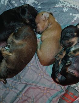 Pomchi Chiuhuahua Pomeranian zwergspitz welpen - Bad Kissingen Zentrum