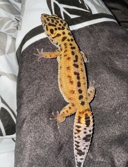 Leoparden Gecko sucht ein neues zuhause - Hilden