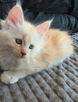 Maine Coon Kitten – liebevoll aufgezogen – Abgabe ab Mitte Oktober - Heidenheim