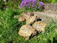 Griechische Landschildkröten Nachzucht 2023 abzugeben - Kitzingen