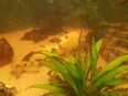 Froschwelse in 79790