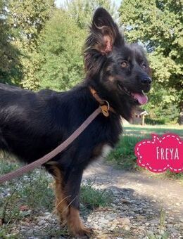 Freya eine verspielte Hündin - Flörsheim-Dalsheim