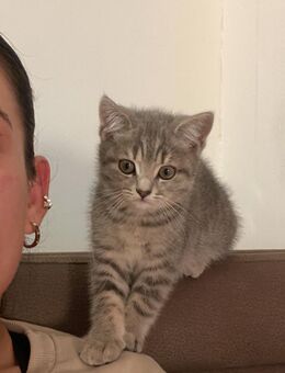 BKH kitten abzugeben - Hückelhoven