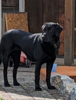 Sara, sportliche Labrador - Mix Hündin - Leonberg (Baden-Württemberg)