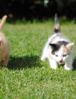 Katzenbabys - Rastow