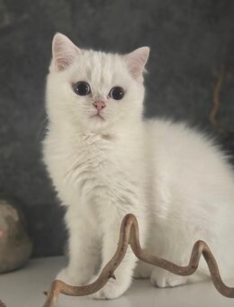 Reinrassiges Britische Kurzhaar Kätzchen - Viersen Zentrum