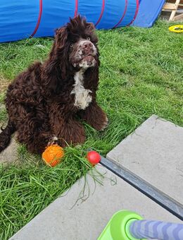 American Cocker Spaniel Rüde - Lindenschied