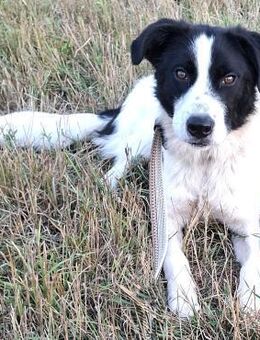 Lucky - Weilmünster