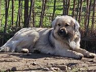 BEAR - sucht geduldiges Zuhause - Aerzen
