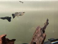 Saphir Blue Velvet Guppy - Poecilia reticulata - Sulingen Zentrum