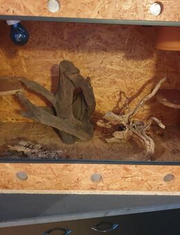 kleines OSB-Terrarium - Waldsolms