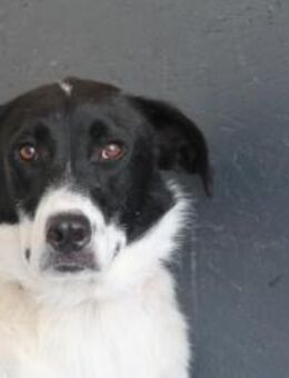Snoopy - sucht noch sein Woodstock - Philippsburg
