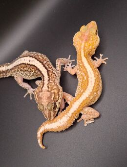 2 Großkopfgecko Männchen (Paroedura picta) - Steinigtwolmsdorf