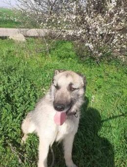 Bonny sucht seine Menschen - Neuried (Baden-Württemberg)