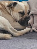 Toller Boxer Mischling sucht Liebevolles Zuhause in 30855