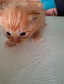 Ekh/main-coon/sibirischer waldkater in 04654