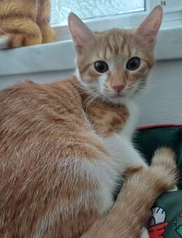 🍯Lieber Jungkater Apricot🍯 - Eislingen (Fils)