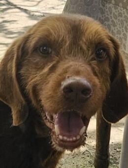 Keanu, geb. ca. 01/2022, Griechenland - Euskirchen