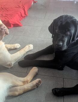 2 mal Labrador deckrüden - Allenbach