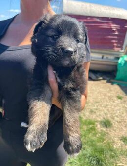 Lustige Hündin B615 sucht ihr Zuhause - Neuberg