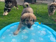 Eurasier Mix Welpen (auszugsbereit!) - Ibbenbüren