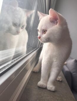 Wunderschöner BKH-Kater sucht liebevolles Zuhause - Ulm