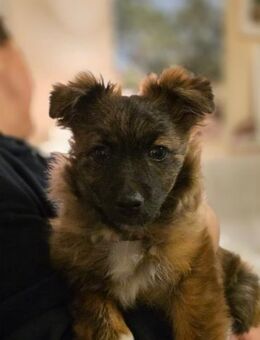 Mini Minnie sucht Dich - Gerlingen