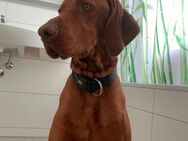 Vizsla Ründe - Mühlethurnen