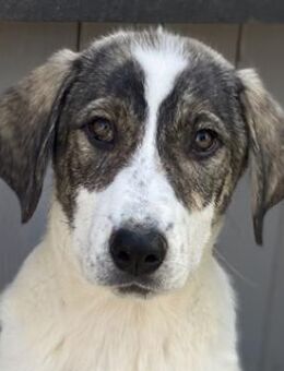 Adele, geb. ca. 02/2024, GRIECHENLAND - Markdorf