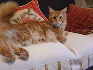 Maine Coon Kater Ohne Papiere zu verkaufen - Münster