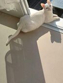 Katze Van Katze in 46236