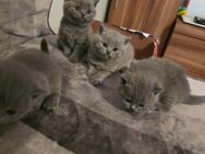 Wunder schöne bkh kitten - Köln