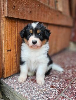 🐾 Australian Shepherd- Mix Welpen suchen liebevolles Zuhause 🐾 - Rhönblick
