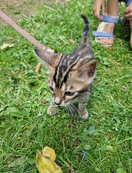 Zuckersüß reinrassig Bengel kitten - Duisburg