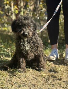 Bors - Junghündin sucht ihr Glück! - Köln