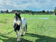 Kleine Tinker Stute Sicht neuen Wirkungskreis - Heide