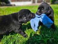 Reinrassige Labradorwelpen - Bleckede