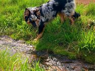 Wurfankündigung Australian shepherd Mitte September - Berkatal