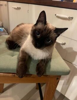 Siam mix Jonas aus dem Tierschutz - Grevenbroich