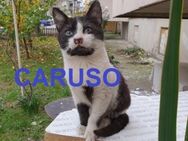 CARUSO❤️ sucht Zuhause oder Pflegestelle - Langenhagen