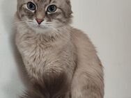 Neva Masquarade Kater sucht ein liebevolles Zuhause! - Aachen