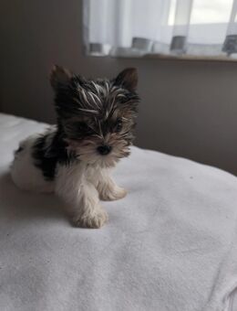 Yorkshire terrier - Höpfingen